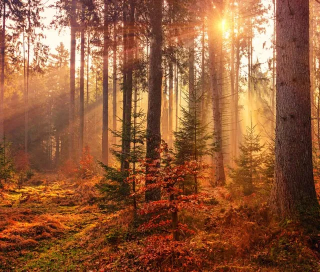 زیباترین جنگل پاییزی ایران؟